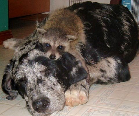 Picture 6 of Happy couples with different species