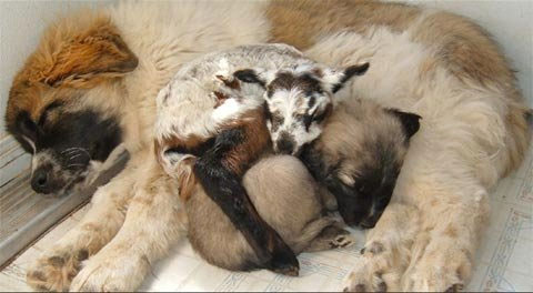 Picture 8 of Happy couples with different species