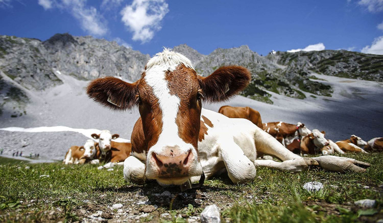 Picture 1 of Happy hormone injections for cows help make milk more delicious and nutritious