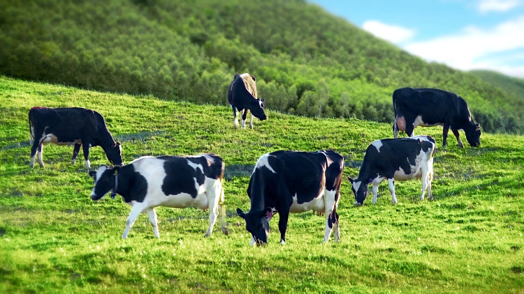 Picture 2 of Happy hormone injections for cows help make milk more delicious and nutritious