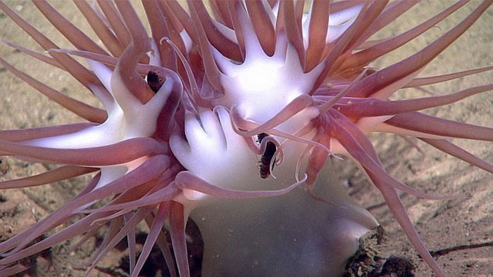 Picture 2 of Happy lizard fish, short-tailed squid under the sea