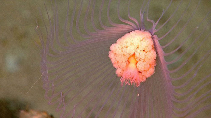 Picture 3 of Happy lizard fish, short-tailed squid under the sea