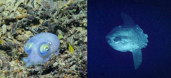 Picture 4 of Happy lizard fish, short-tailed squid under the sea
