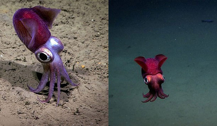 Picture 5 of Happy lizard fish, short-tailed squid under the sea