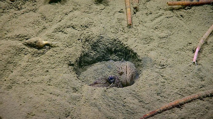 Picture 6 of Happy lizard fish, short-tailed squid under the sea