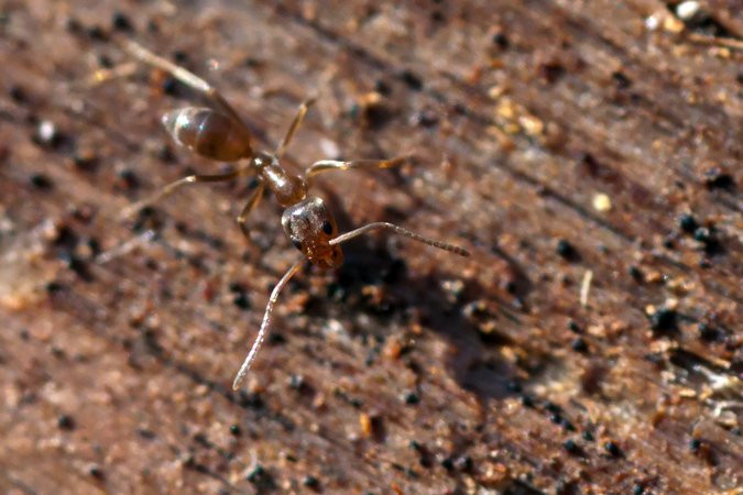 Picture 1 of Happy 'special dog' specializes in hunting ... ants