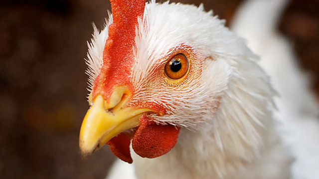 Picture 6 of Happy Year of Rooster, here are 8 facts about chickens that make you surprised