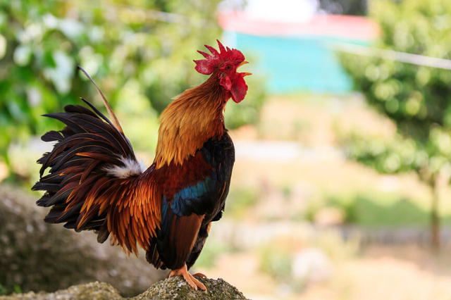 Picture 7 of Happy Year of Rooster, here are 8 facts about chickens that make you surprised