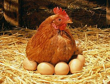 Picture 8 of Happy Year of Rooster, here are 8 facts about chickens that make you surprised