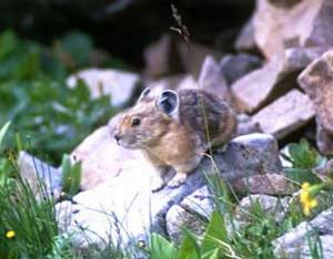 Picture 3 of Hard rabbit