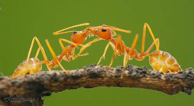 Picture 3 of Hard to believe but true: Ants specialize in 'kidnapping children' to survive