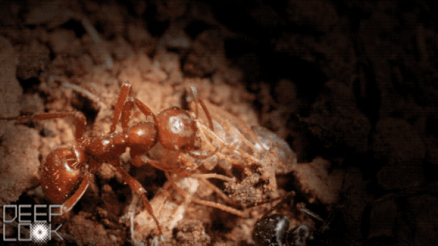 Picture 4 of Hard to believe but true: Ants specialize in 'kidnapping children' to survive