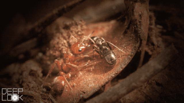 Picture 5 of Hard to believe but true: Ants specialize in 'kidnapping children' to survive