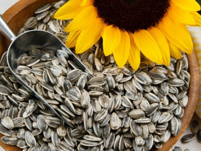 Picture 1 of Harm of sunflower seeds