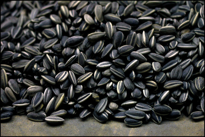 Picture 2 of Harm of sunflower seeds