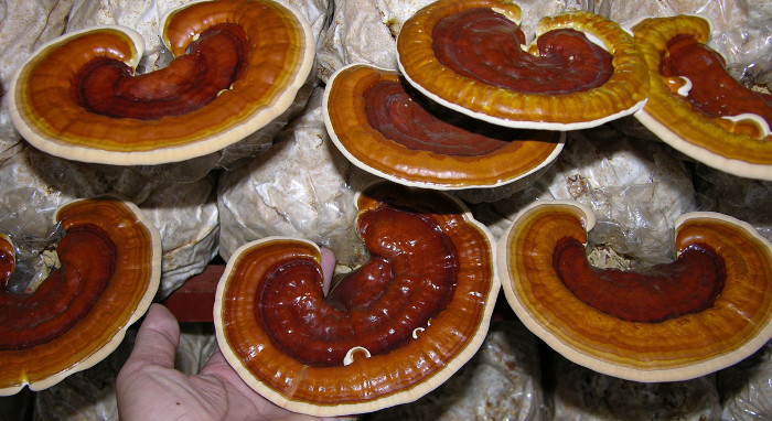 Picture 2 of Harmful when storing and using lingzhi wrongly