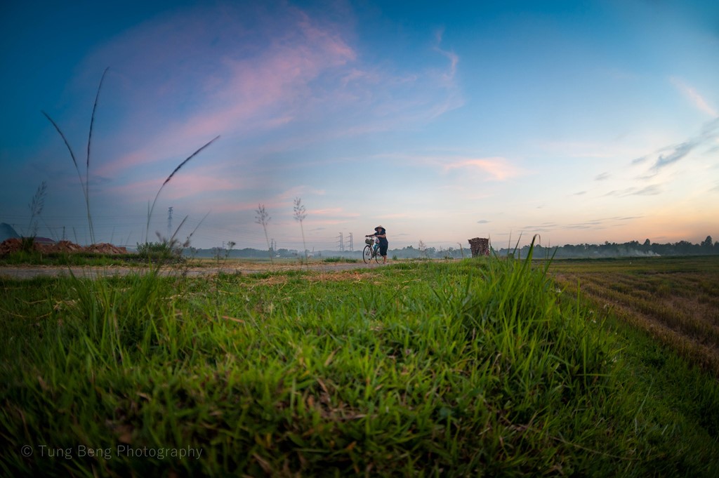 Picture 7 of Harvesting season in the Northern field