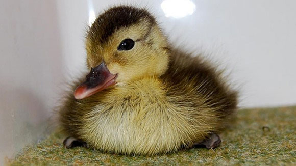 Picture 1 of Hatching up the world's rarest duck
