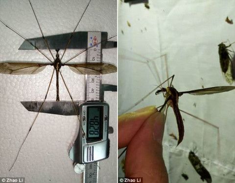 Picture 1 of Hate the mosquito bigger than the hand in China
