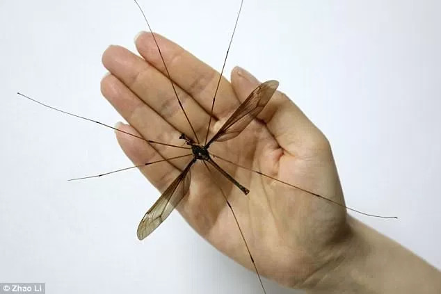 Picture 2 of Hate the mosquito bigger than the hand in China