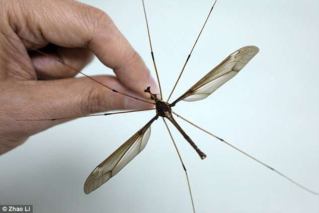 Picture 3 of Hate the mosquito bigger than the hand in China