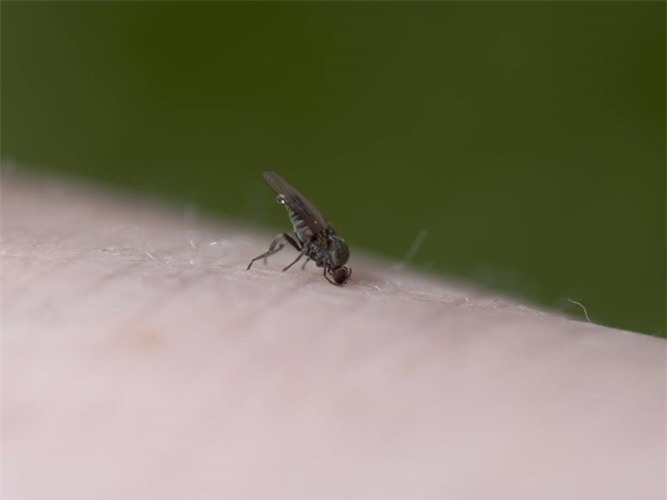Picture 10 of Hateful flies are far more dangerous than you think
