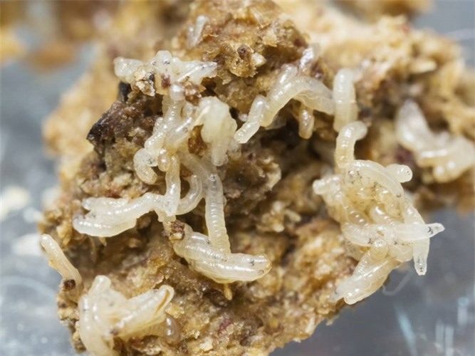 Picture 11 of Hateful flies are far more dangerous than you think