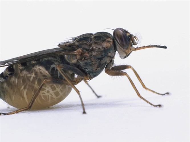 Picture 9 of Hateful flies are far more dangerous than you think