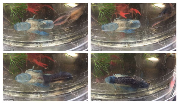 Picture 1 of Have you ever seen a shrimp molting?  It's impressive like this!