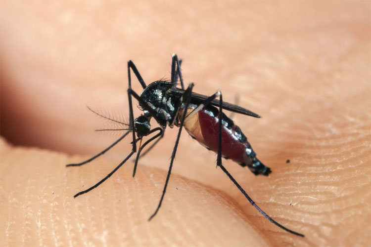 Picture 1 of Have you ever wondered: Where do mosquitoes go?