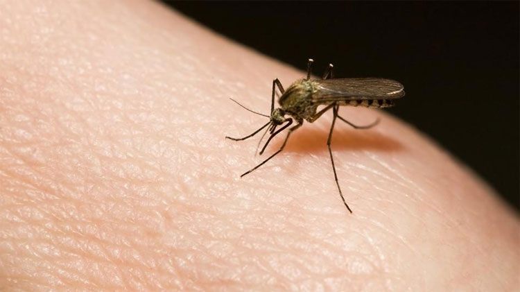 Picture 2 of Have you ever wondered: Where do mosquitoes go?