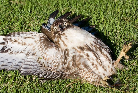 Picture 1 of Hawks lie on their backs because they are too full to eat