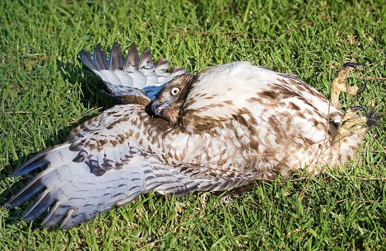 Picture 2 of Hawks lie on their backs because they are too full to eat