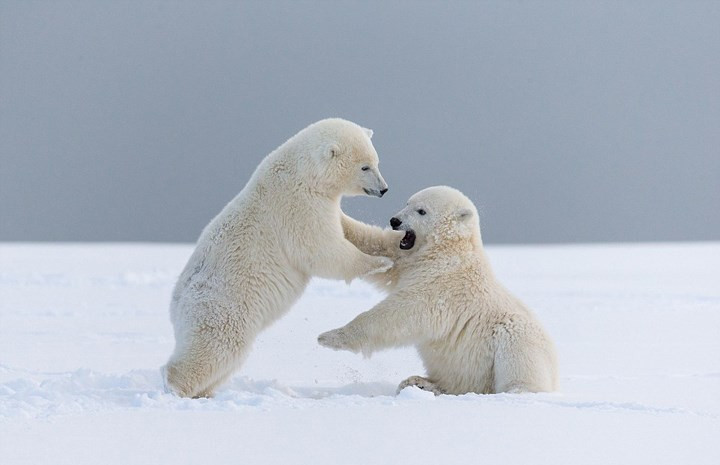 Picture 1 of Hazardous waste can cause bisexual syndrome in polar bears