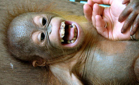 Picture 2 of He is the only species who laughs at the same kind