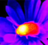 Picture 1 of He predicted the temperature of the flower