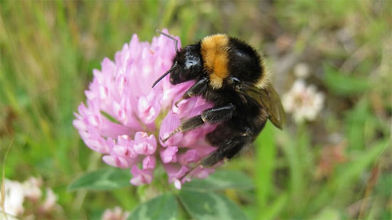 Picture 1 of He successfully preserved short-haired bees