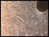 Picture 4 of He successfully separated stem cells from umbilical cord membranes