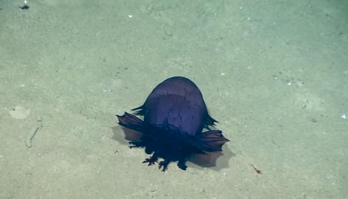 Picture 1 of 'Headless monster' - New mysterious creature found in the bottom of the Gulf of Mexico