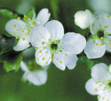 Picture 2 of Healing by the soul of flowers