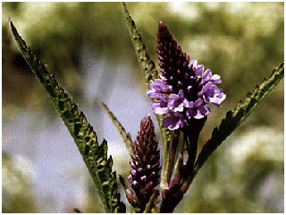 Picture 3 of Healing by the soul of flowers