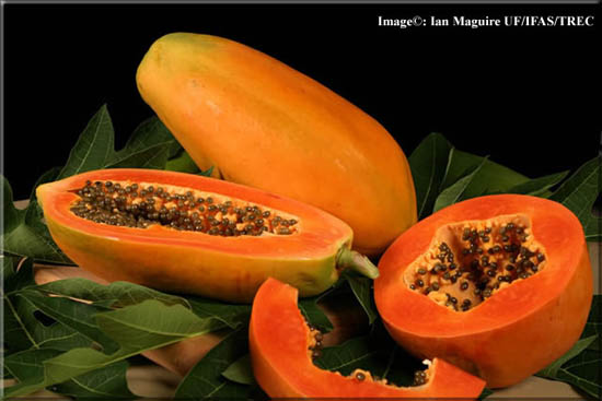 Picture 2 of Healing effects of papaya