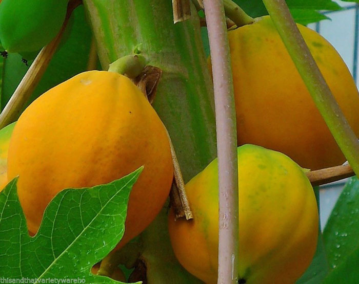 Picture 4 of Healing effects of papaya