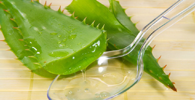 Picture 1 of Healing plants should be grown indoors