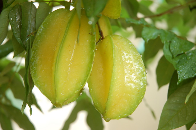 Picture 10 of Healing plants should be grown indoors