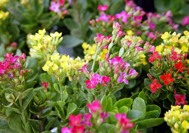 Picture 3 of Healing plants should be grown indoors