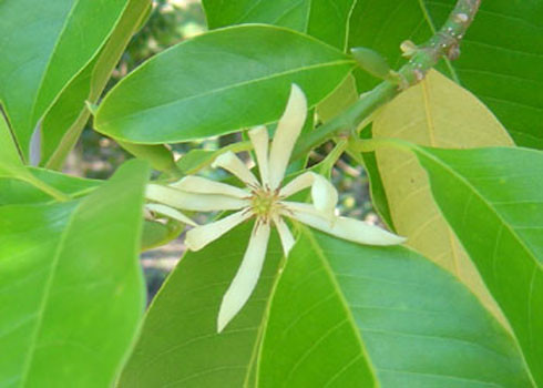Picture 4 of Healing plants should be grown indoors