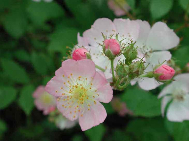 Picture 5 of Healing plants should be grown indoors