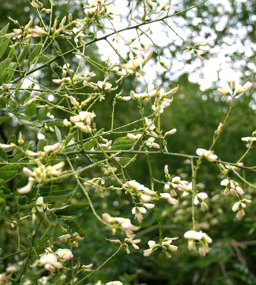 Picture 6 of Healing plants should be grown indoors
