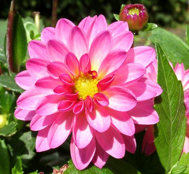 Picture 7 of Healing plants should be grown indoors